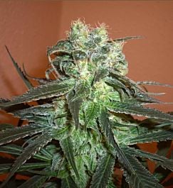 BlimBurn Seeds Mango Feminised