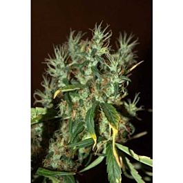 CBD Crew CBD Mango Haze Feminized