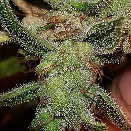 Connoisseur Genetics Seedbank Mango N Cheese Feminized