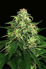 Exotic Seed Mango Cream Feminized