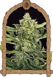 Exotic Seed Mango Cream Auto Feminized