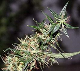 Mr Nice Seedbank Mango Haze Regular