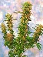 Sagarmatha Seeds Mangolian Indica Regular