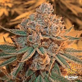 Flavour Chasers Maple Syrup Feminized