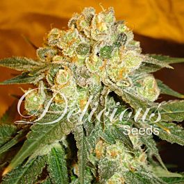 Delicious Marmalate Feminized