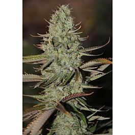 TGA SubCool Genetics Marionberry Kush Regular