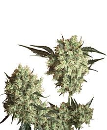 Sensi Seeds Marley's Collie Regular