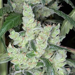 Kaliman Seeds Marley's Cheese Regular