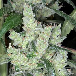 Kaliman Seeds Bob's Cheese Feminized