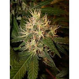 DNA Genetics Martian Mean Green Feminized