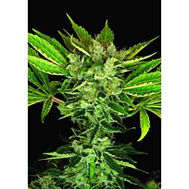 DNA Genetics Martian Kush Feminized