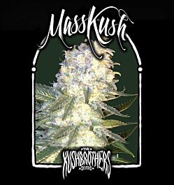 The Kush Brothers Mass Kush Feminized