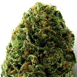 Heavyweight Seeds Massive Midget Auto Feminized