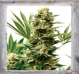 Garden of Green Mass Shooter Auto Feminized
