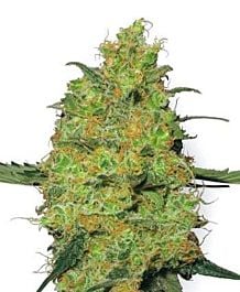White Label Master Kush Feminized