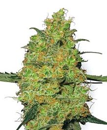 White Label Master Kush Regular