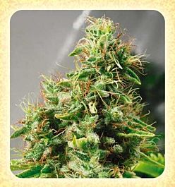 De Sjamaan Seeds Master Haze Regular