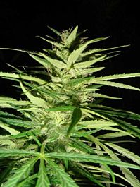 Mr Nice Seedbank Master Kaze Regular Seeds (Master Kush Skunk x Afghan Haze)