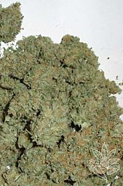 Homegrown Fantaseeds Masterkush Feminized