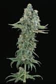 Sagarmatha Seeds Matanuska Mist Regular