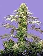 Sagarmatha Seeds Matanuska Tundra aka Alaskan Thunderfuck Feminized