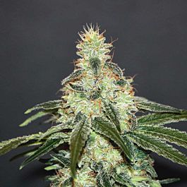 Kannabia Mataro Blue CBD Feminised