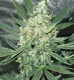 Apothecary Genetics Maui OG Regular
