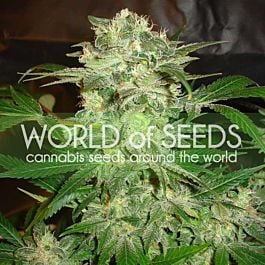 World of Seeds Mazar Kush Feminized