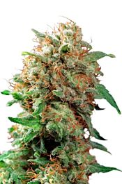 Dutch Passion Mazar Regular