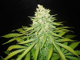 World of Seeds Mazar x Great White Shark Feminized
