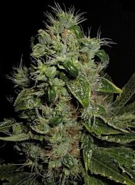 Seedsman Mazari Feminised