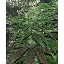 The Real Seed Company Mazar-i-Sharif Regular