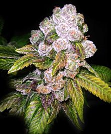Gage Green Seeds Mendodawg Regular