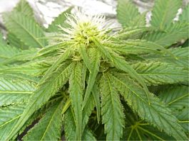 John Sinclair Seeds Regular Skunk
