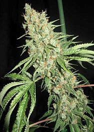 Ultra Genetics Seed Company Medevac Kush Regular