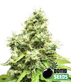 Bomb Seeds Medi Bomb #1 Feminized