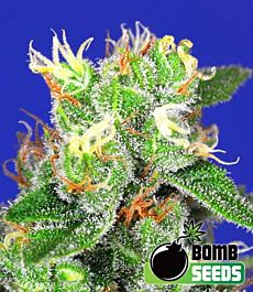 Bomb Seeds Medi Bomb #2 Feminized