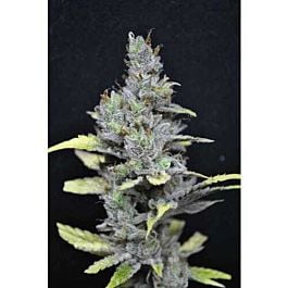 CBD Crew CBD Medi Haze Feminised