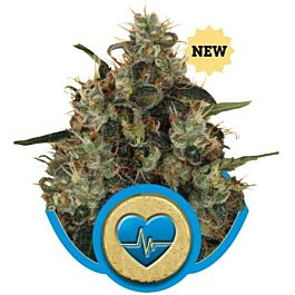 Royal Queen Seeds Medical Mass Feminized
