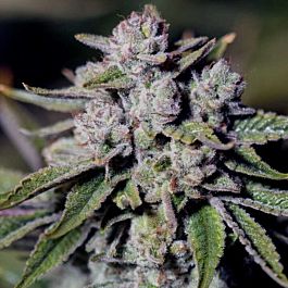 SINCITY Seeds Medicinal Glue Feminized