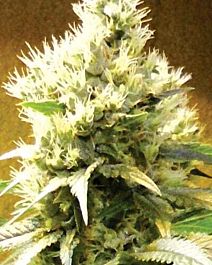 MEDICANN Afghani Regular