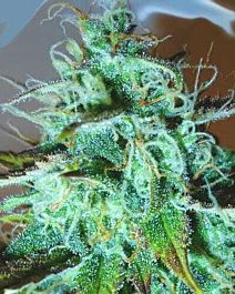 MEDICANN Black Afghani Kush Feminized