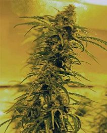 MEDICANN Black Blood Feminized