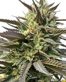 MEDICANN Blue Blood Feminized