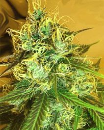 MEDICANN Blue Mountain Durban Feminized