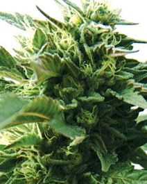 MEDICANN Bubba Kush Feminized