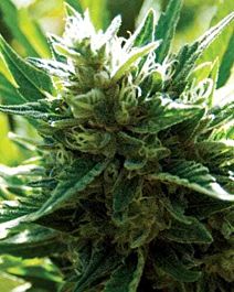 MEDICANN Cali Jack Regular