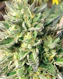 MEDICANN Chem Dawg Feminized