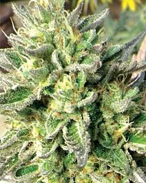 MEDICANN Chem Dawg Regular
