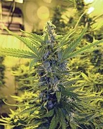 MEDICANN Critical Dawg Regular